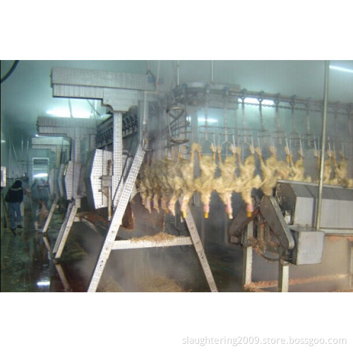 Chicken, Duck, Goose Abattoir